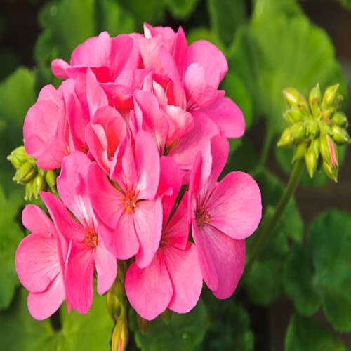 Pink Geranium Flower Seeds