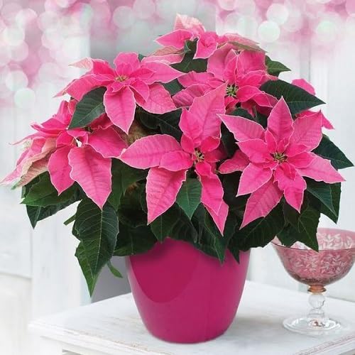 poinsettia flower seeds perennial