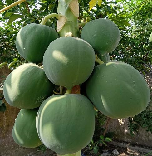 Green Papaya Fruit fruit seeds for organic garden planting