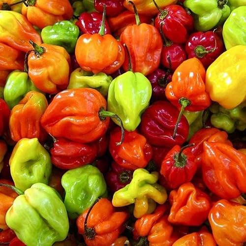 Mixed Bonnet Pepper vegetable seeds - Heirloom, Organic, Non Gmo Garden Seeds for kitchen garden planting