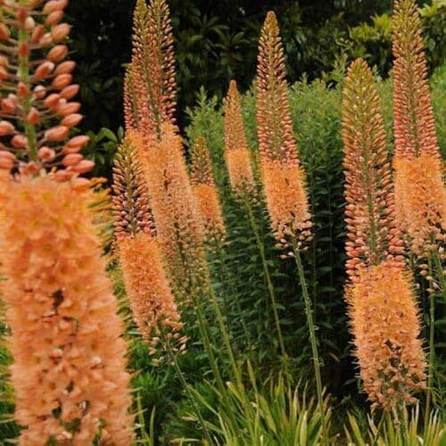 Orange Eremurus Flower Seeds