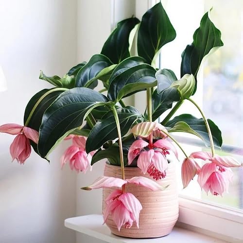 Pink Medinilla Magnifica Flower Seeds