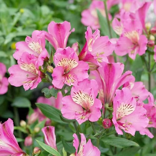 Pink Giant Alstroemeria Flower Seeds