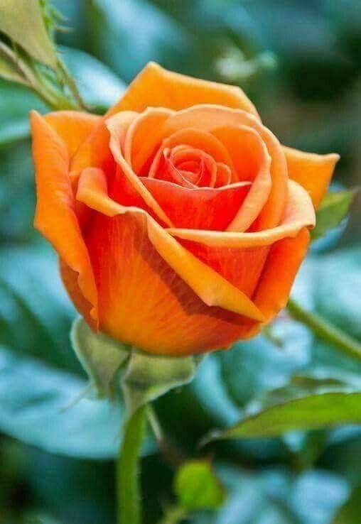Grafted English Rare Orange Rose Flower Seeds for Planting - Heirloom & Non-GMO Organic Garden Seeds