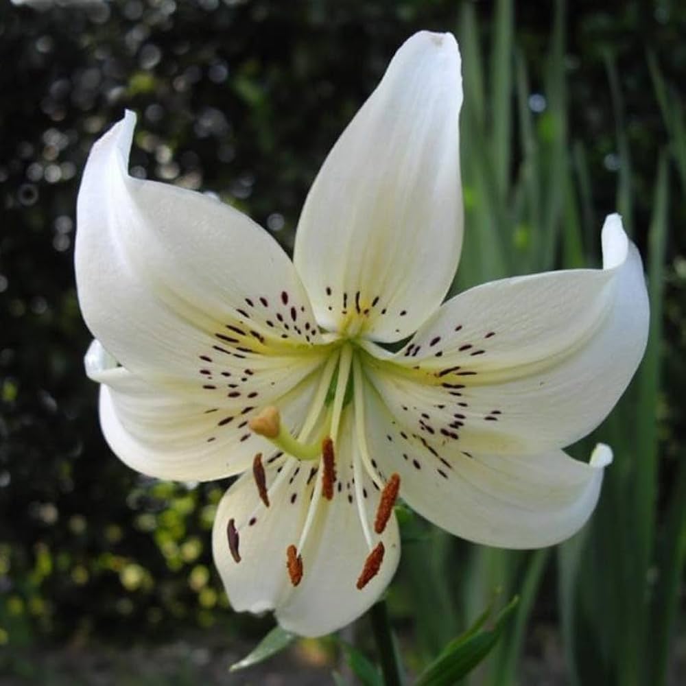 White Lilium Brownii Flower Lilium Spp