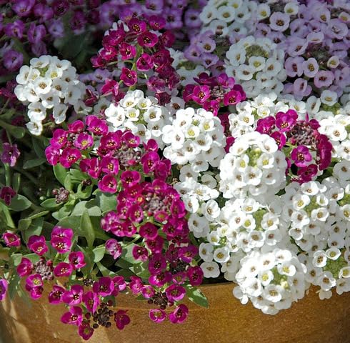 Mixed Lobularia Flower Seeds
