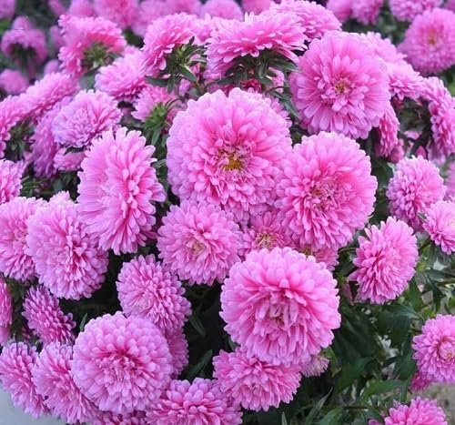 Violet Aster Flower Seeds