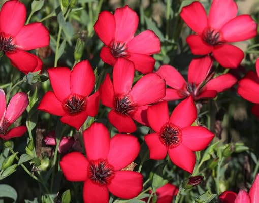 red linum grandiflorum flower