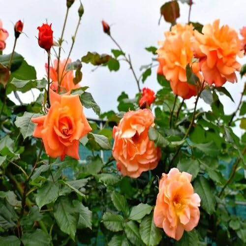 Orange Rose Flowers Seeds