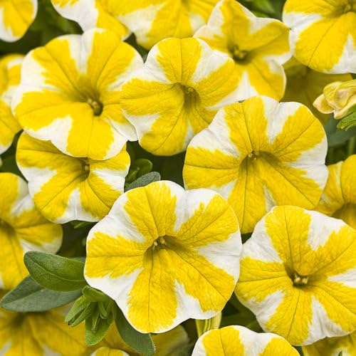 White Yellow Calibrachoa Flower Seeds