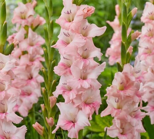 Gladiolus Flower Seeds