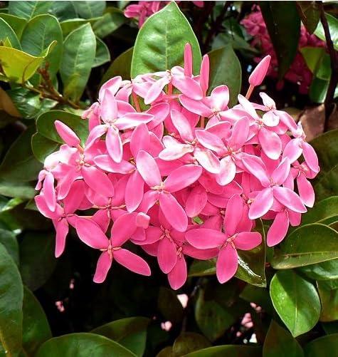 Pink Ixora Flower Seeds