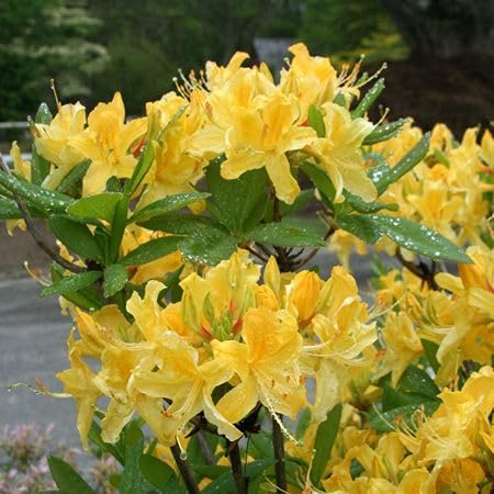 Yellow Azalea Flower Seeds
