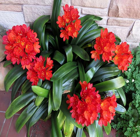 Red Clivia Flower Seeds
