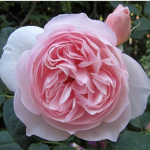 Pink Pale Austin Rose Flowers Seeds