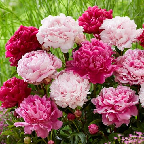 Mixed Double Peony Flower Seeds