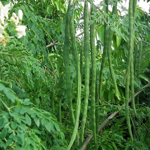 Moringa vegetable seeds for Home Gardening, Nutritious Backyard Harvest Collection for kitchen garden planting