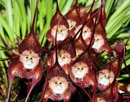 Monkey Face Orchid Flower Seeds