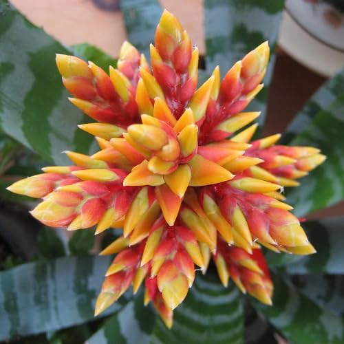 Red Aechmea chantinii Flower Seeds