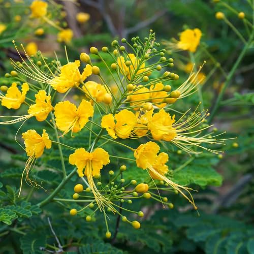 Yellow Caesalpinia Flower Seeds