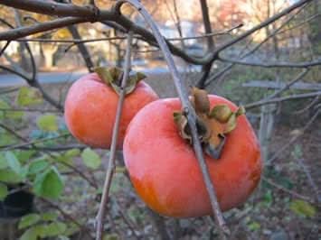 red asian persimmon fruit for planting sweet and nutritious your garden heirloom Fruit seeds