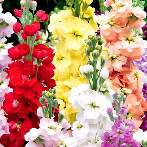 matthiola Flower Seeds