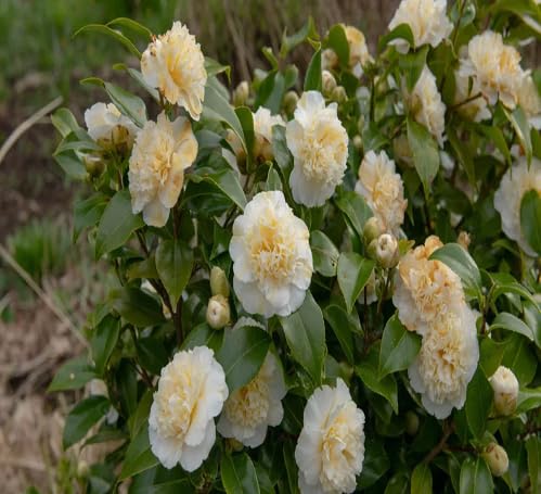 Yellow Camellia Flower Seeds