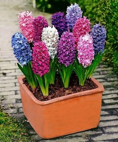 Hyacinthus Flower Seeds