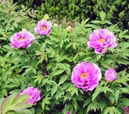 Pink Pale Peony Flower Seeds