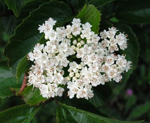 White dentatum Flower Seeds