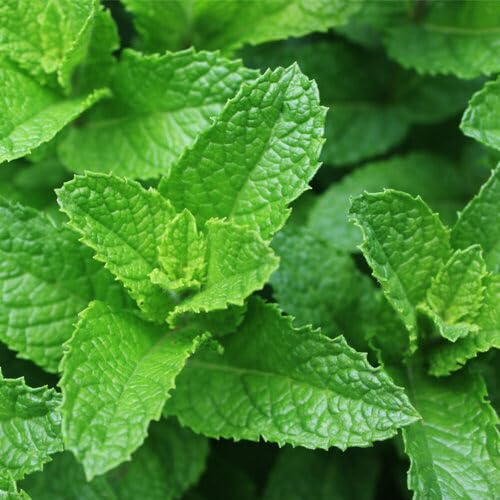Mint vegetable seeds - Heirloom, Organic, Non Gmo Garden Seeds for kitchen garden planting