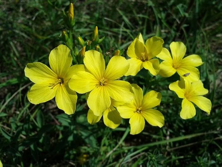Golden Yellow