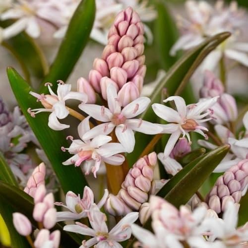 Pink White Bifolia Flower Seeds