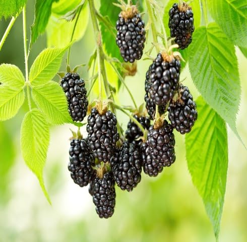 BlackBerry Fruit fruit seeds for organic garden planting