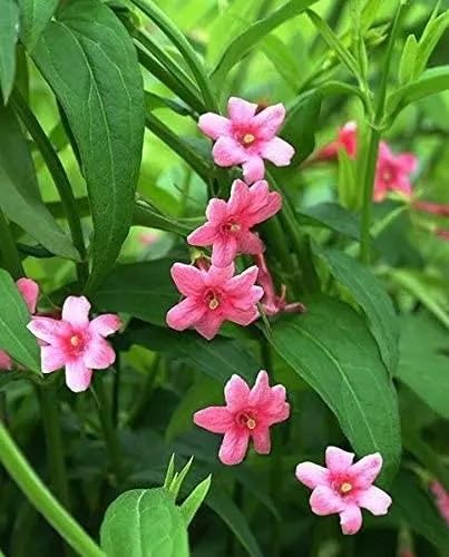 Pink Mogra Flower Seeds