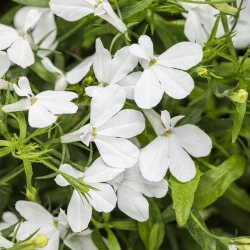 White Lobelia Regatta Flower Seeds