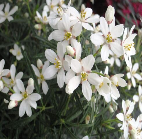 White Choisya Dewitteana Flower Seeds