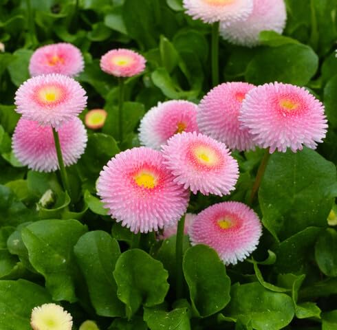 pink pomponette flower seeds