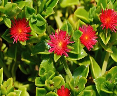 Red Mesembryanthemum Flower Seeds