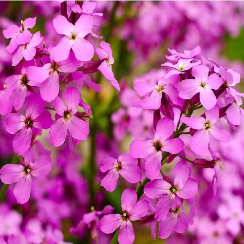Pink Hesperis Flower Seeds