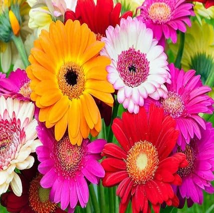 Mixed Gerbera Flower Seeds