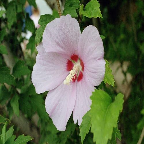 White Hibiscus Syriacus Flower Seeds