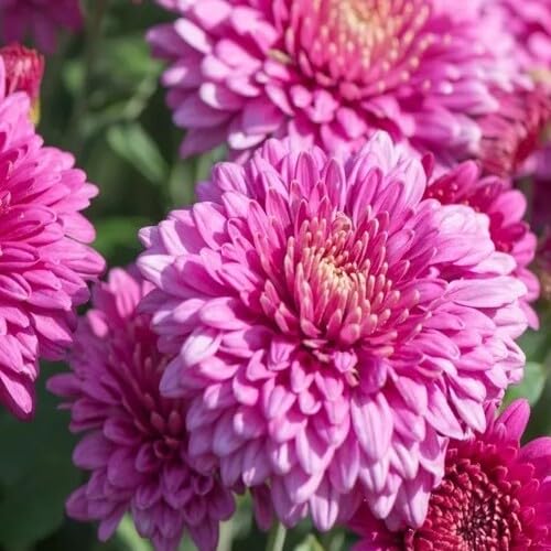 Pink Giant Chrysanthemum Flower Seeds