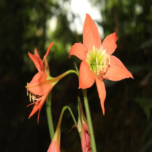 Orange Hippeastrum Flower Seeds
