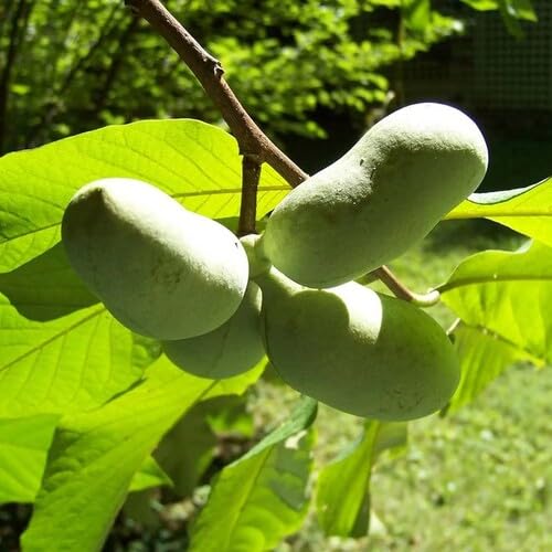 Green Asimina Triloba Fruit Seeds Nutrient Rich Harvest Selection for Patio and Balcony Gardens
