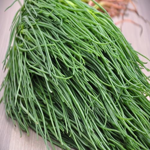 Green Agretti vegetable seeds for Home Gardening, Premium Kitchen Garden Planting Premium for kitchen garden planting