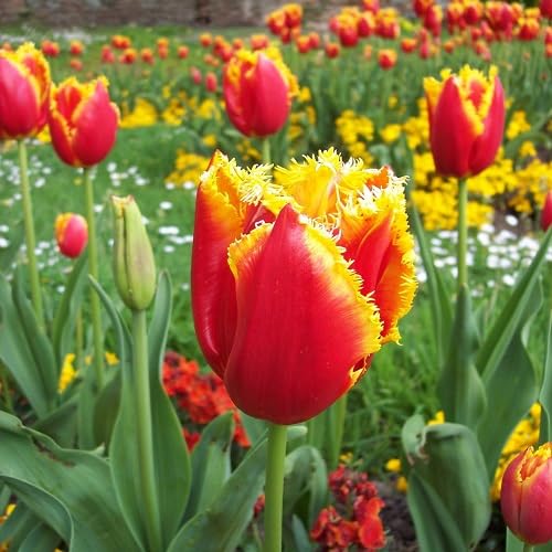 Orange Fringed Tulip Flower Seeds