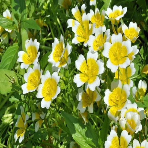 White Yellow Limnanthes Flower Seeds