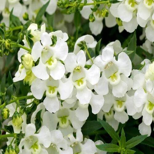 White Angelonia Flower Seeds