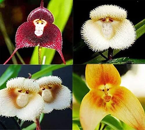Mixed Monkey Face Orchid Flower Seeds